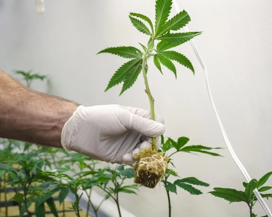 Reserve (Clones)