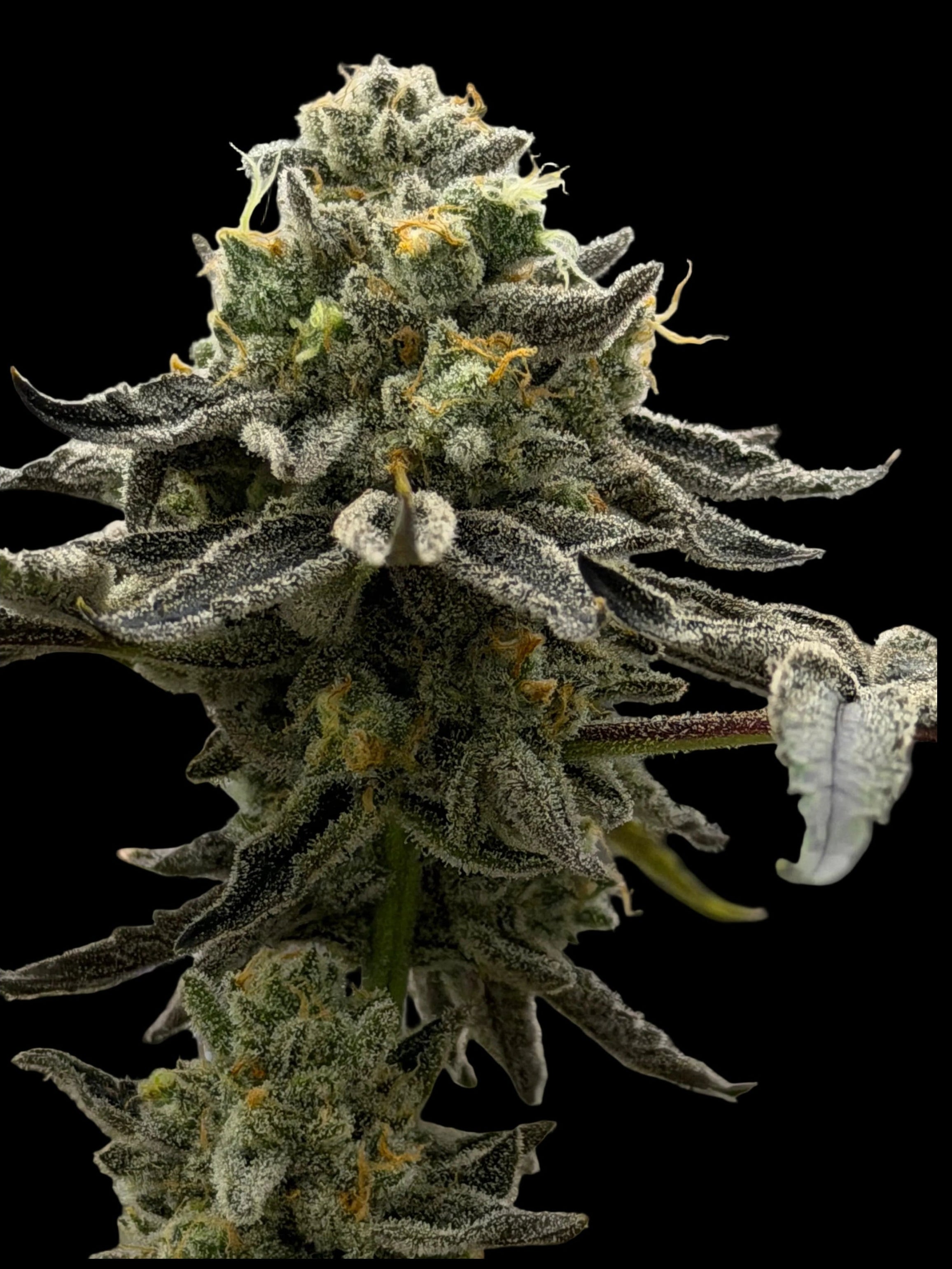 O’PEEL  (Breeders Cut)